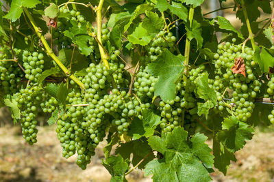 Magnificent vine in the vineyard