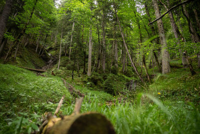 Scenic view of forest