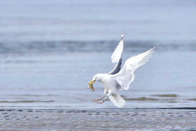 Seagull flying over sea