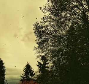 Low angle view of trees against sky