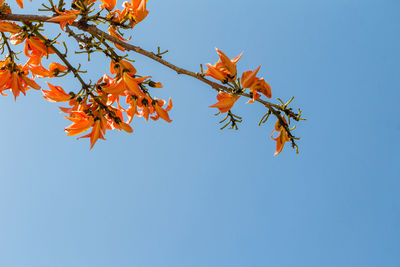 Low angle view of maple tree against sky