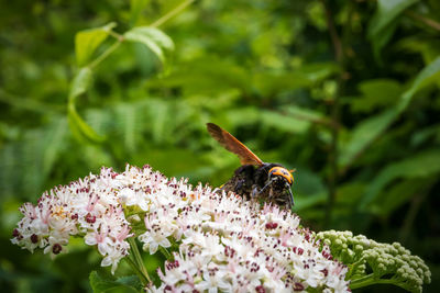 Insect macro yellow jacket wasp drinking nectar