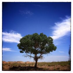 Trees on field against cloudy sky