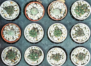 High angle view of potted plants