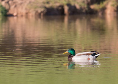 Common mallard, anas platyrhynchos swimming in a lake on a sunny day