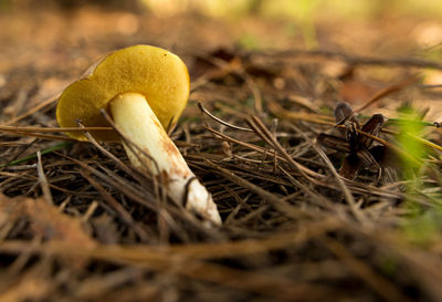 Close-up of mushroom growing on field