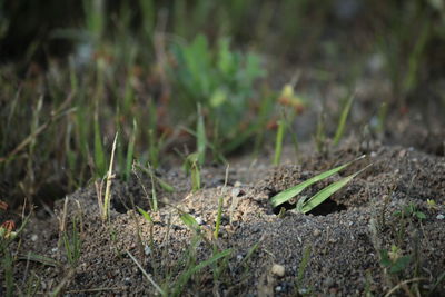 Close-up of lizard on field