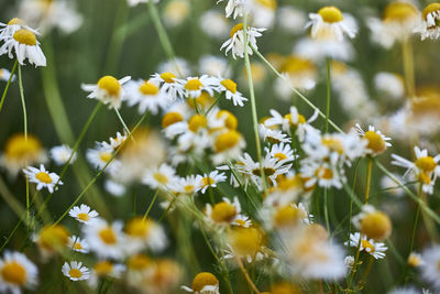 Close-up of yellow daisy flowers on field