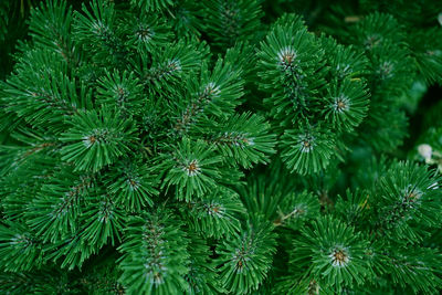 Green background of pine tree branches