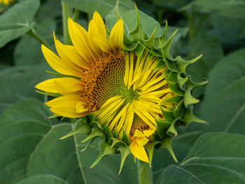 Close-up of yellow flower