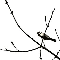 Low angle view of silhouette bird against clear sky