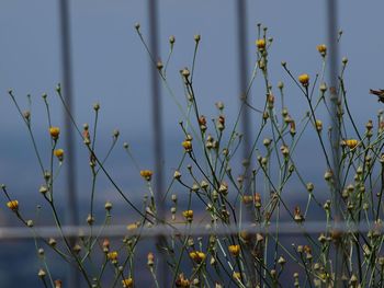 Close-up of yellow flowering plants on field against sky