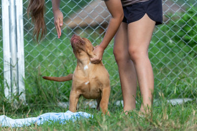 Low section of woman with dog on field