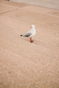 Seagull perching on a beach