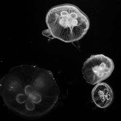 Close-up of jellyfish against black background