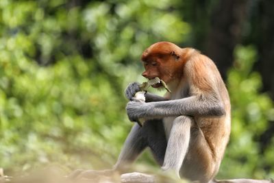 Proboscis eating banana in tarakan, kalimantan, indonesia
