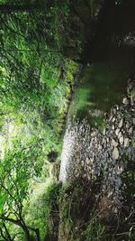 Scenic view of river in forest