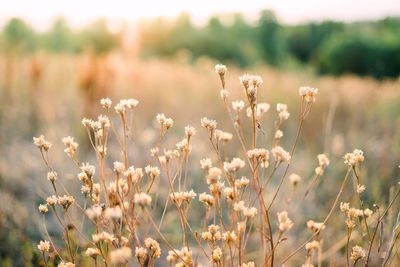 Close-up of flowering plant on field