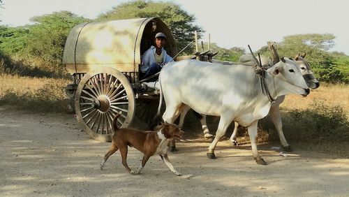 Horse riding cart on field