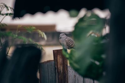 Close-up of bird perching on wood