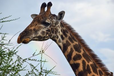 Portrait of a masai giraffe - giraffa tippelskirchi against a rainbow at tsavo national park, kenya 