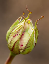 Close-up of green lizard on plant