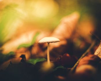 Close-up of mushroom growing on field