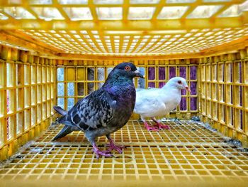 Pigeons in cage