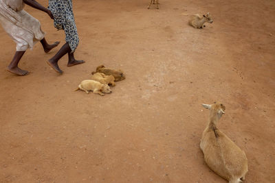 High angle view of goat and puppies sitting on land