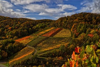 Scenic view of vineyard against sky