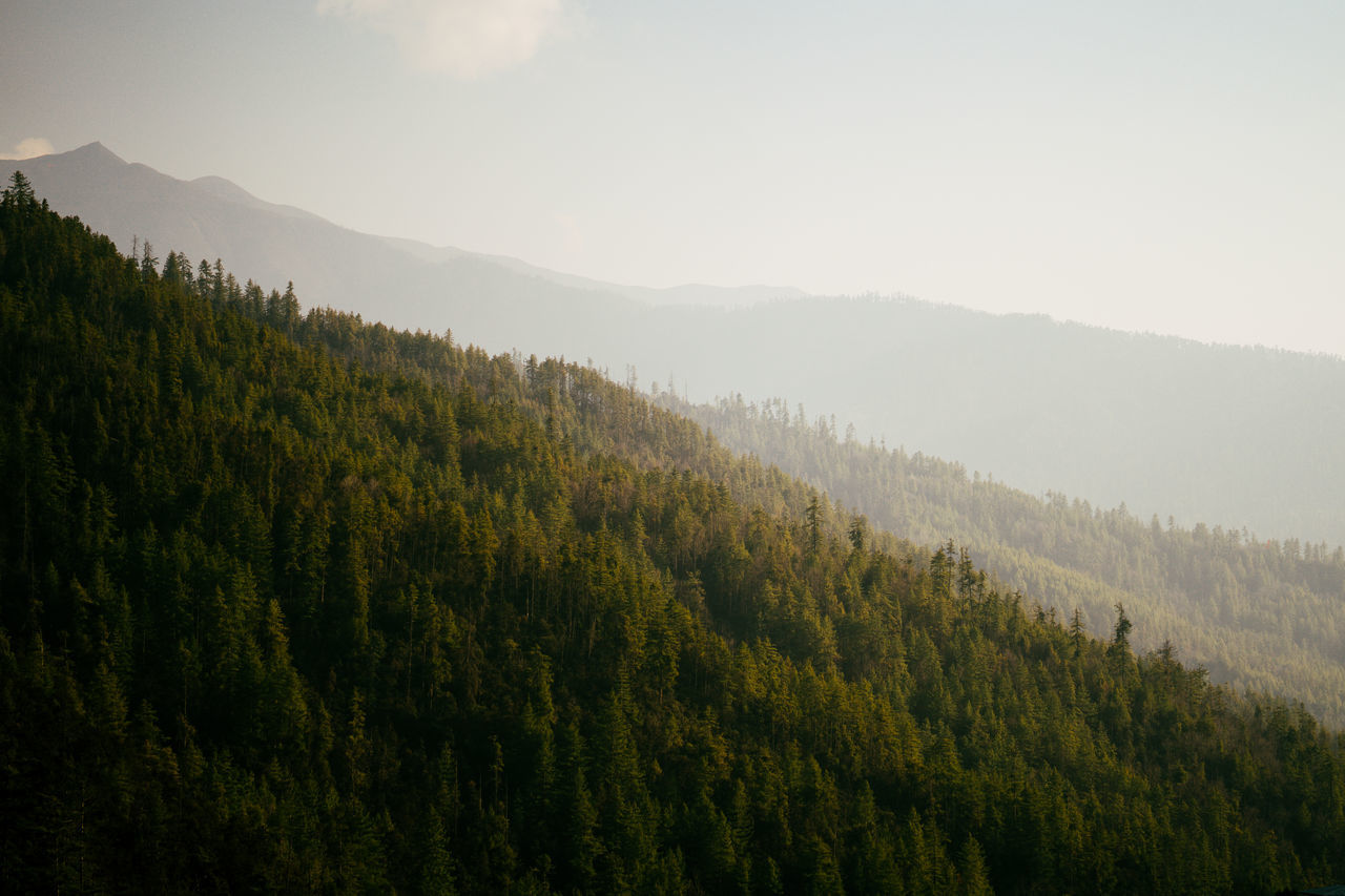 tree, beauty in nature, scenics - nature, tranquil scene, tranquility, plant, mountain, fog, non-urban scene, growth, environment, green color, sky, no people, landscape, nature, land, forest, day, outdoors, woodland, hazy