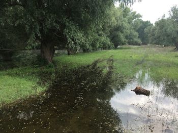 Trees by lake in forest