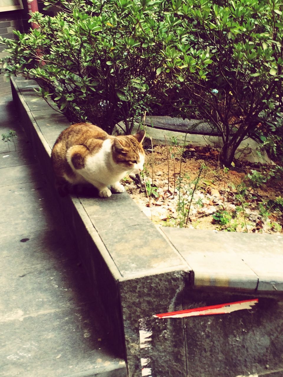 domestic cat, animal themes, one animal, cat, mammal, domestic animals, pets, feline, steps, sitting, relaxation, looking at camera, plant, whisker, portrait, full length, bench, outdoors, wood - material, retaining wall