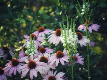 Close-up of purple flowering plants