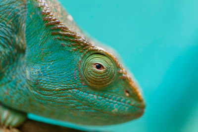 Close-up of a lizard