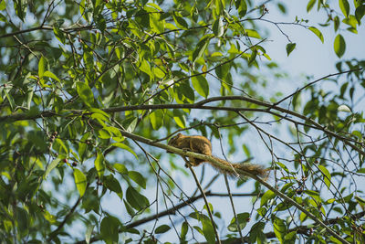 Low angle view of bird perching on tree against sky