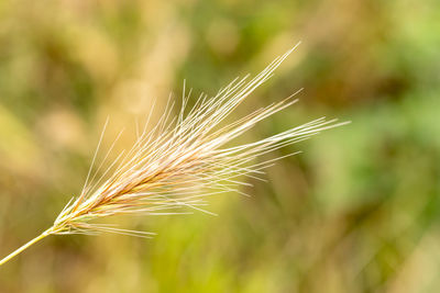 Spikelet close-up against the background of a blurred field. selective focus.