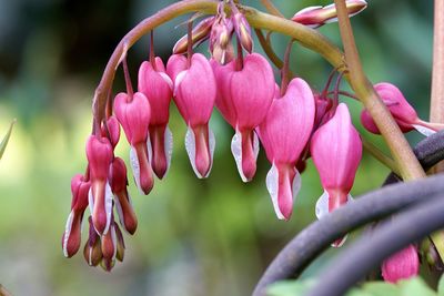 Close-up of pink flowers