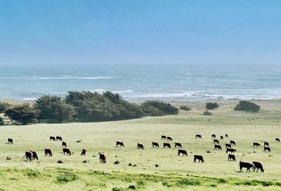 Scenic view of sea against sky