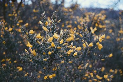 Close-up of plant against blurred background