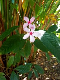Close-up of pink flowers blooming outdoors