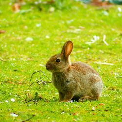 Close-up of rabbit on grassy field