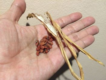 Cropped image of person holding cowpeas