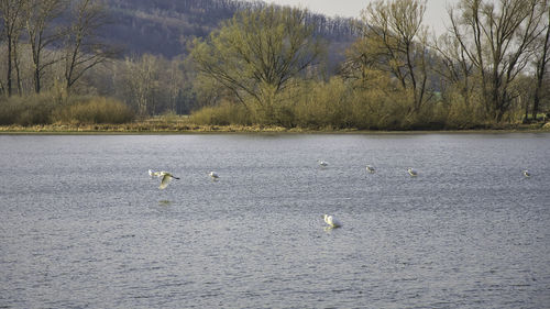 View of ducks swimming in lake