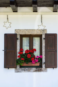 Flowers against window