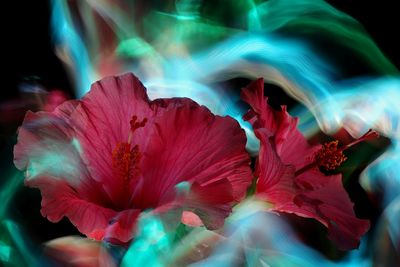 Close-up of pink hibiscus flower