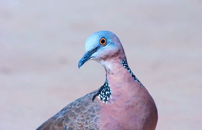 Close-up of peacock