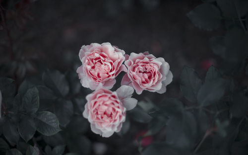 Close-up of pink roses