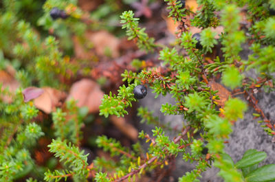 Close-up of lichen growing on field