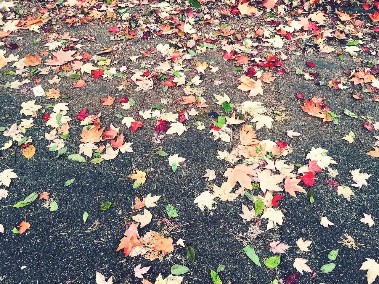 HIGH ANGLE VIEW OF MAPLE LEAVES FALLEN ON STREET